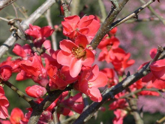 Chaenomeles Speciosa “spitfire” Flowering Quince Flowering Shrubs