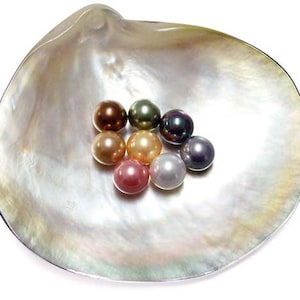 May include: A collection of lustrous pearls in various colors, including brown, green, and pink, are nestled within a large, iridescent seashell. The pearls vary in size and reflect light, creating a shimmering effect. The seashell has a pearly, opalescent surface.