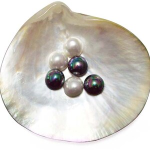 Peut inclure: Un ensemble de perles brillantes de différentes couleurs, dont des teintes blanches et irisées, nichées dans une grande coquille nacrée. Les perles sont disposées dans une composition visuellement attrayante, mettant en valeur leur beauté naturelle.