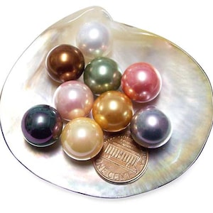 May include: A collection of lustrous, multi-colored pearls nestled in a pearlescent seashell. The pearls vary in shades of white, brown, green, pink, gold, and purple. A US penny is included for size reference. The shell has a shimmering, iridescent quality.