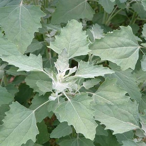 May include: Close-up of a plant with large, light green leaves. The leaves have a distinctive shape with jagged edges and prominent veins. The plant appears healthy and vibrant, with a slightly dusty appearance.