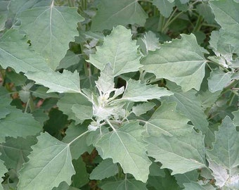 Organically Grown Lambsquarter Seeds