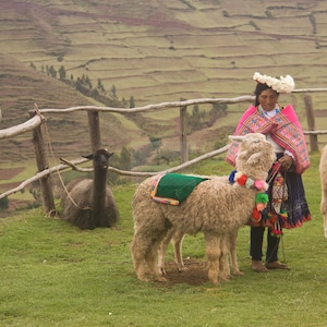 Llama and Traditionally Dressed Peruvian Woman in the Andes Mountains in Peru