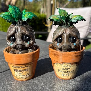 Traurige Alraunwurzel im echten Tontopf