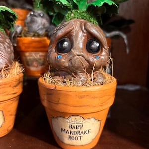 Sad Mandrake Root in real clay pot