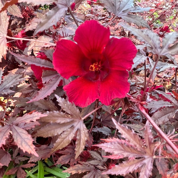 Panama Red Hibiscus...       ( Hibiscus  acetosella )    25 seeds