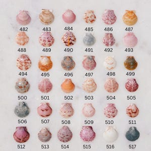 May include: A collection of seashells in various colors, including pink, orange, and beige, arranged in a grid. Each shell is numbered from 482 to 517. The shells are displayed on a white surface, showcasing their natural textures and patterns.