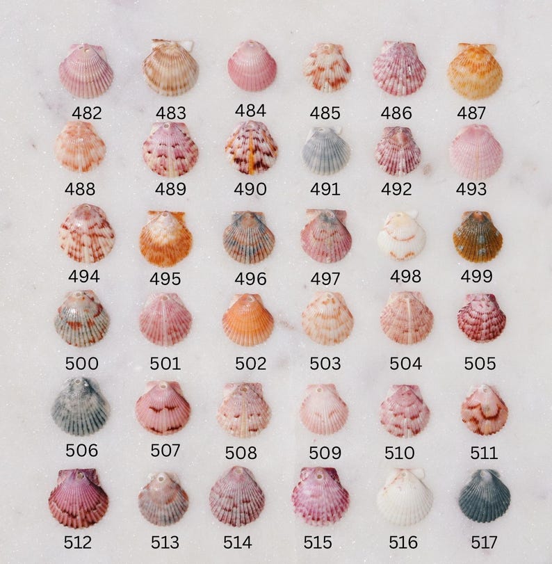 May include: A collection of seashells in various colors, including pink, orange, and beige, arranged in a grid. Each shell is numbered from 482 to 517. The shells are displayed on a white surface, showcasing their natural textures and patterns.