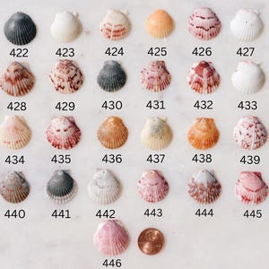 May include: A collection of seashells in various colors and patterns, numbered from 422 to 446. The shells are arranged on a white surface, with a penny for size comparison. Shells vary in size and color.