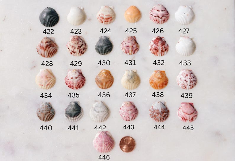 May include: A collection of seashells in various colors and patterns, numbered from 422 to 446. The shells are arranged on a white surface, with a penny for size comparison. Shells vary in size and color.