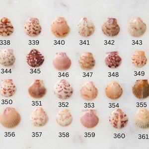 May include: A collection of 24 small seashells, each with a unique pattern and color, arranged on a white surface. The shells are numbered from 338 to 361. Colors range from white and pink to brown and orange.