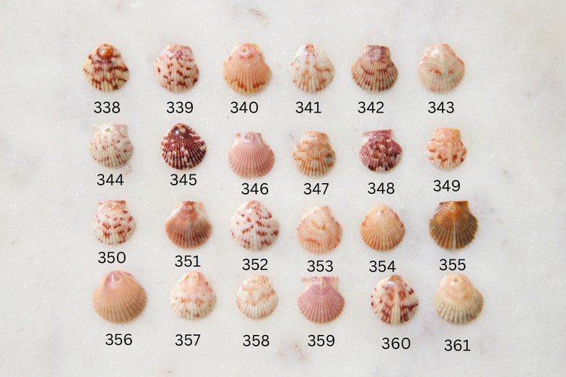 May include: A collection of 24 small seashells, each with a unique pattern and color, arranged on a white surface. The shells are numbered from 338 to 361. Colors range from white and pink to brown and orange.