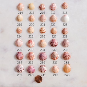 May include: A collection of small, colorful seashells, each with unique patterns and hues of pink, orange, and white. The shells are arranged in rows and numbered from 214 to 243. A penny is included for size reference.