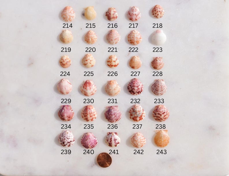 May include: A collection of small, colorful seashells, each with unique patterns and hues of pink, orange, and white. The shells are arranged in rows and numbered from 214 to 243. A penny is included for size reference.