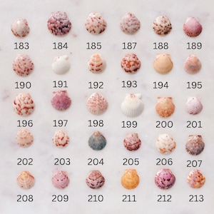 May include: A collection of small seashells, each with a unique shape and color, arranged on a white surface. Each shell is numbered from 183 to 213. The shells vary in color, including pink, brown, and cream.