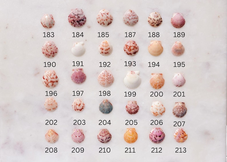 May include: A collection of small seashells, each with a unique shape and color, arranged on a white surface. Each shell is numbered from 183 to 213. The shells vary in color, including pink, brown, and cream.
