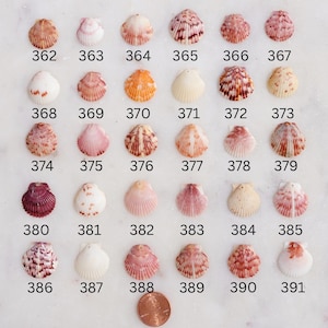 May include: A collection of seashells in various colors and patterns, arranged in rows and columns. Each shell is numbered from 362 to 391. A penny is included for size reference. The shells are on a white surface.