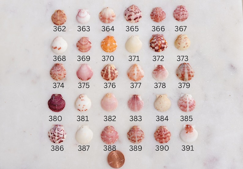 May include: A collection of seashells in various colors and patterns, arranged in rows and columns. Each shell is numbered from 362 to 391. A penny is included for size reference. The shells are on a white surface.