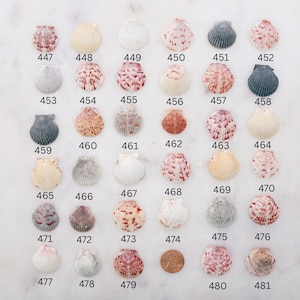 May include: A collection of seashells in various colors and patterns, arranged on a white surface. The shells are numbered from 447 to 481. A penny is included for size comparison. The shells vary in size and shape, with colors ranging from white to pink and gray.