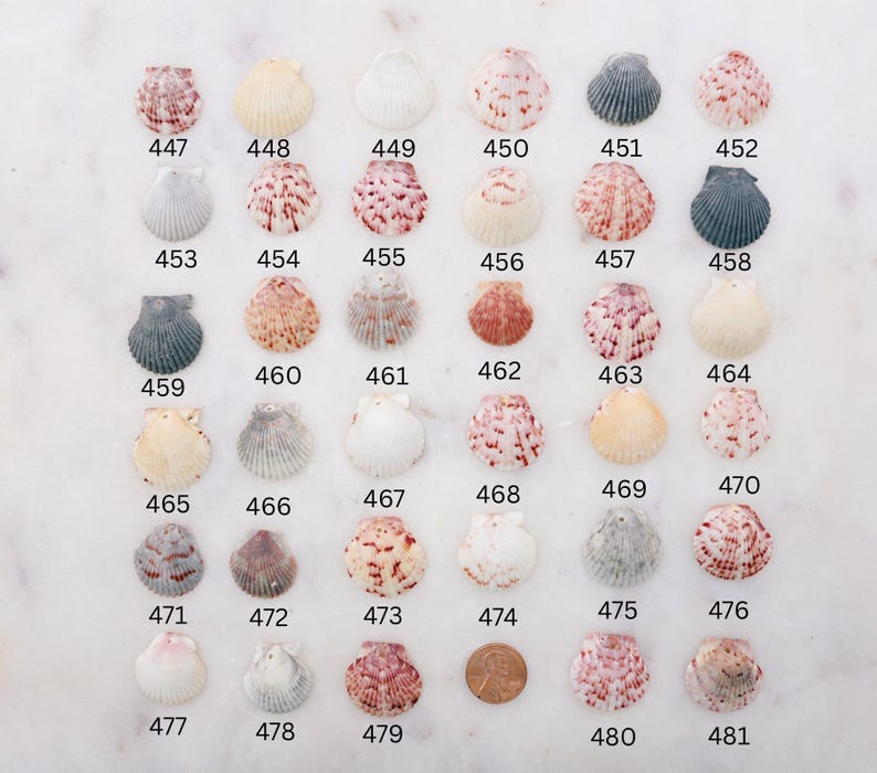 May include: A collection of seashells in various colors and patterns, arranged on a white surface. The shells are numbered from 447 to 481. A penny is included for size comparison. The shells vary in size and shape, with colors ranging from white to pink and gray.
