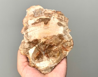Petrified wood slab 5x4 inches