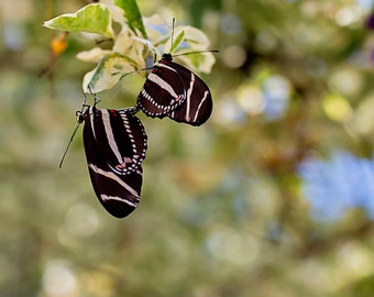 Zebra Longwing Butterfly Photography, Florida Butterfly Canvas Print Art, Heliconius charithonia