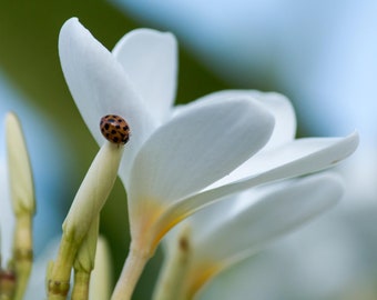 Plumeria Flower, Floral Fine Art Photography, Summer Wall Art, Flower Photograph, Hawaiian Frangpani, Ladybug on Bloom, Tropical Flower