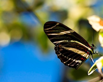 Zebra Longwing Butterfly Photography, Florida Butterfly Canvas Print Art, Heliconius charithonia