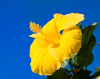 Hibiscus Flower, Floral Fine Art Photography, Summer Wall Art, Flower Photograph, Yellow Flower, Sun, Vivid Hawaiian Hibiscus