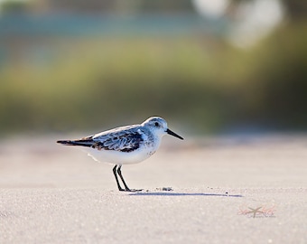 Beach Photography, Shorebird Seascape Photograph, Summer Wall Art, Coastal Beach Decor, Shore Birds, Sanderlings, Sandpipers on the Beach