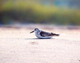 Beach Photography, Shorebird Seascape Photograph, Summer Wall Art, Coastal Beach Decor, Shore Birds, Sanderlings, Sandpiper on the Beach