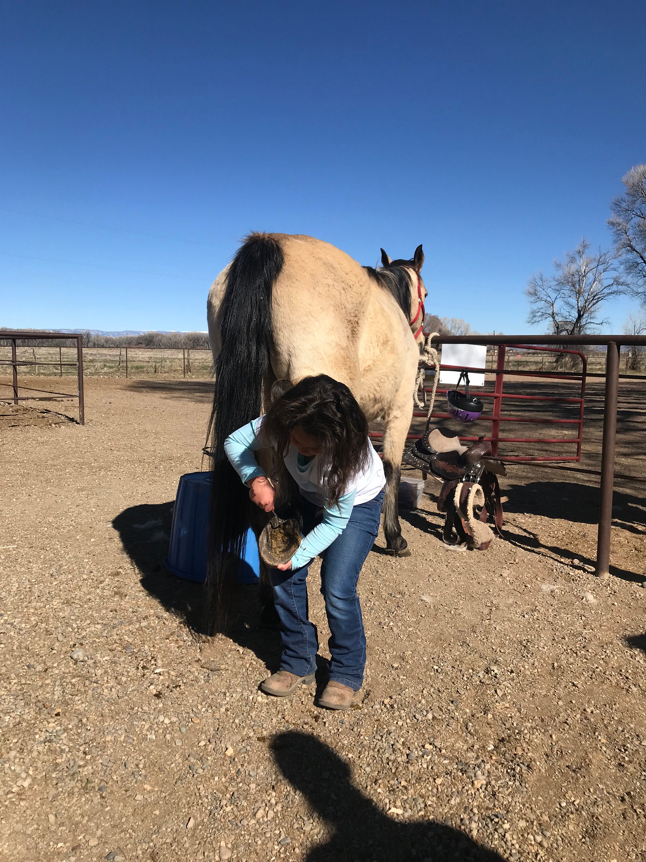 Set of 2 Used Horseshoes Horseshoe for Crafts Real Lucky Etsy Australia