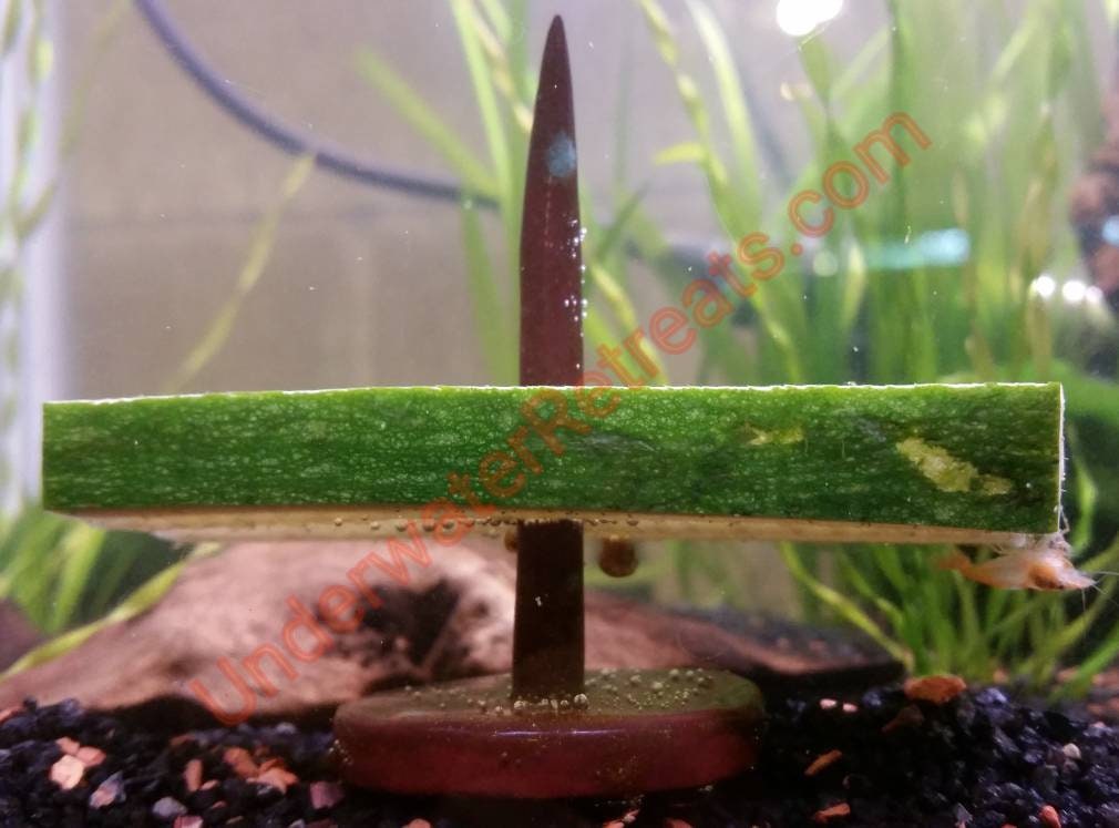 Clay Food Weight skewer Pleco loach crayfish betta snails Etsy