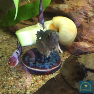 Glazed Clay food weight Ring Holder Twisted skewer spike Pleco loach crayfish snail purple blue TTRPG DND TERRAIN image 6