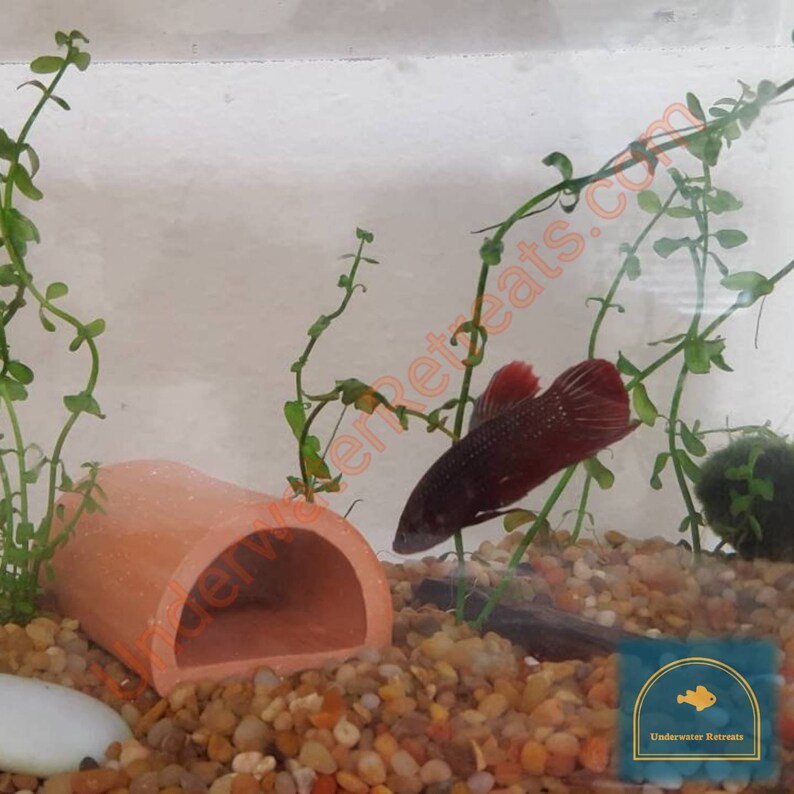 Tiny glazed dome hide Aquarium safe terra cotta clay cave Etsy.de