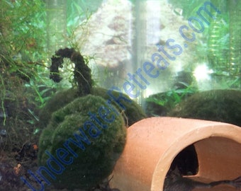 On-Hand Clay Cave Shelter for Plecos, Crayfish, Bottom feeders, Cichlid, Shrimp, & Loach. Aquarium Safe Terracotta. Great for breeding!
