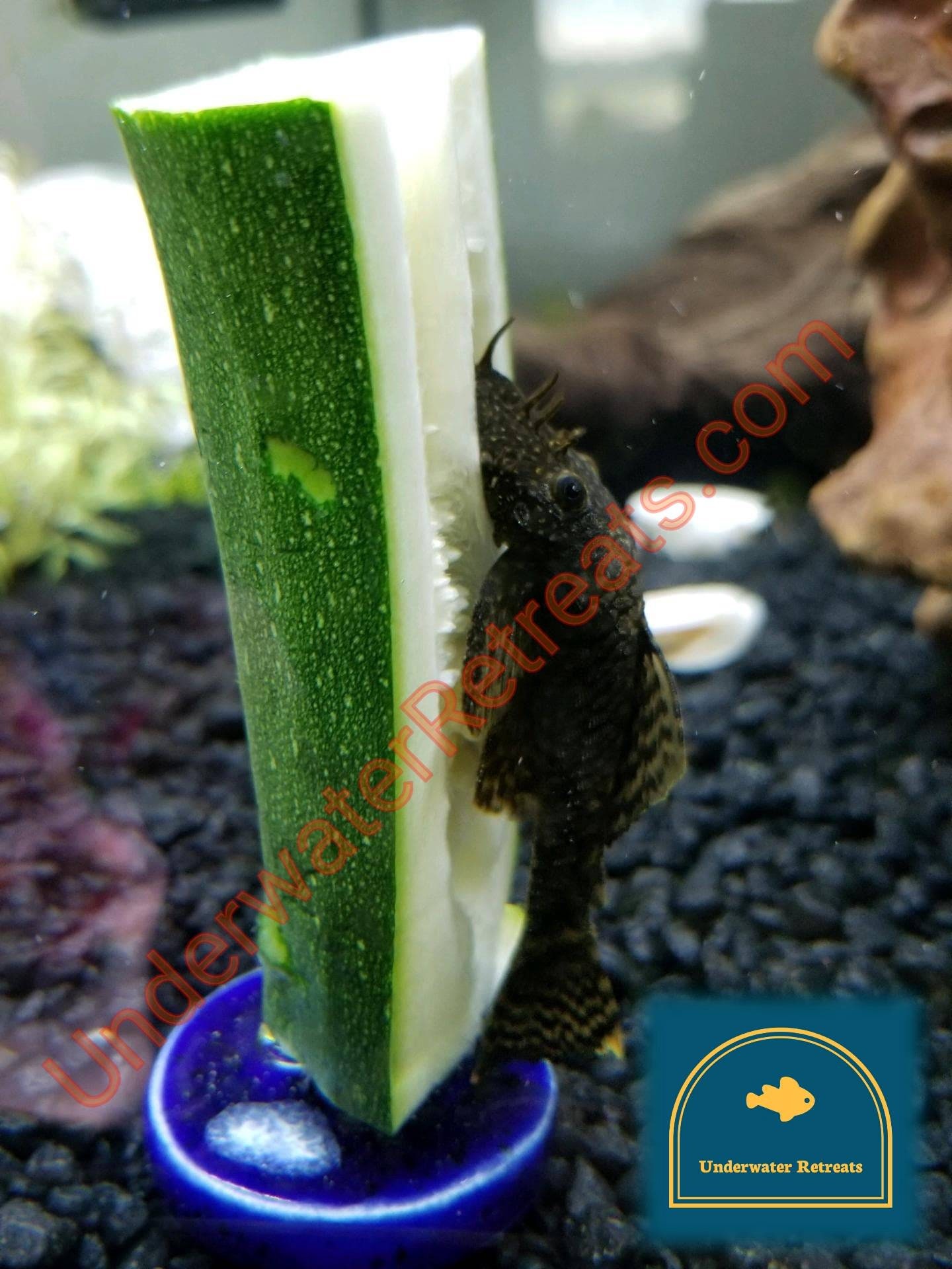 Clay Food Weight skewer Pleco loach crayfish betta snails Etsy