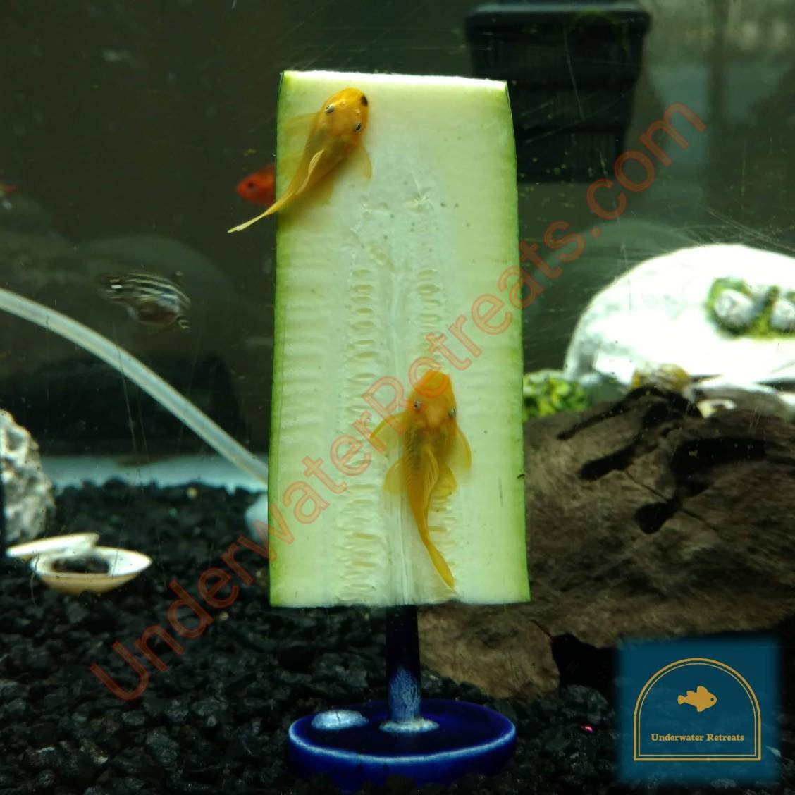 Clay Food Weight skewer Pleco loach crayfish betta snails Etsy