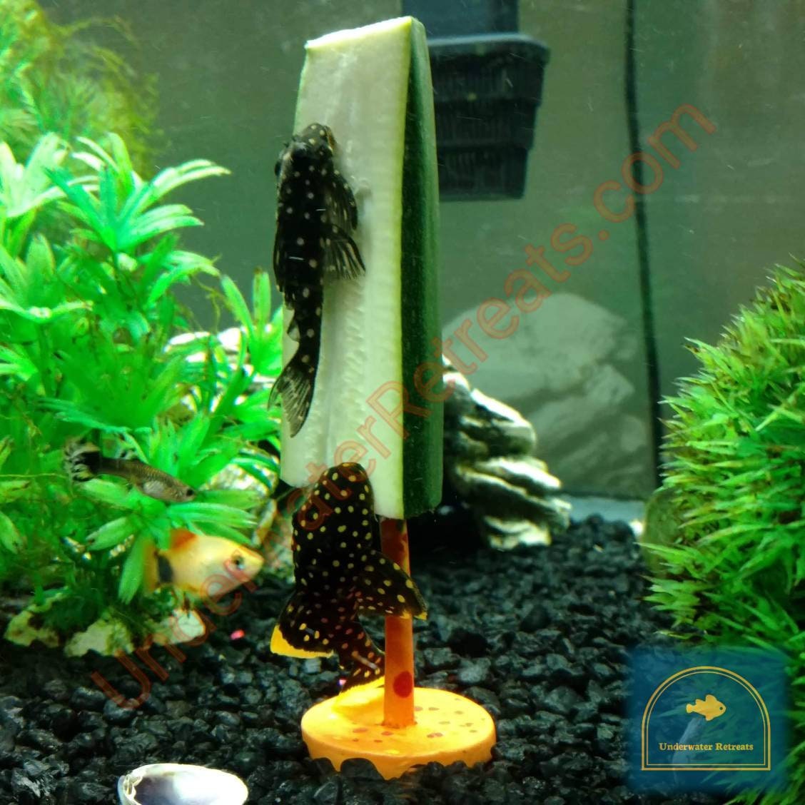 Clay Food Weight skewer Pleco loach crayfish betta snails Etsy