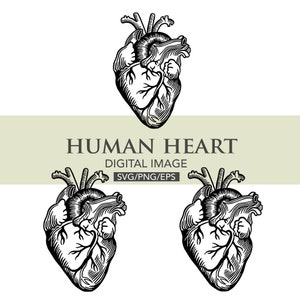 File digitali anatomici del cuore umano per uso personale e commerciale gratuito, svg, eps, png download immediato