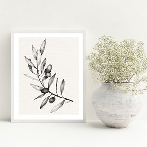 Olive Tree Branch #1 - Botanical Pen and Ink Illustration Art Print Wall Art  Print Modern Farmhouse and Mediterranean Interior Decor