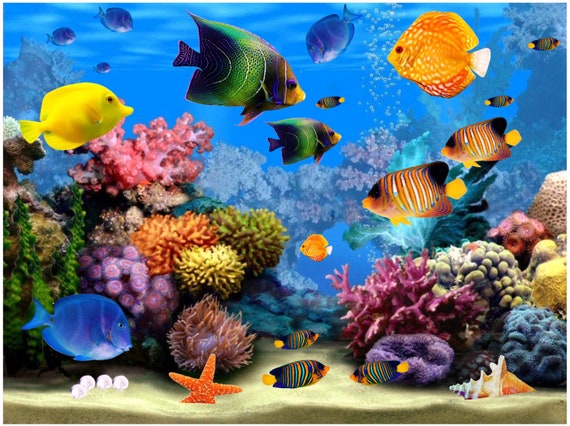 Tropical Fish WINDOW CLING Aquarium Discus Sealife Size 10.6 With Glassy  Deluxe Vinyl -  Finland