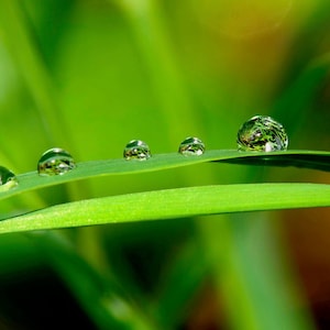 Green Nature Canvas, Water Drop Reflections, Leaf Art Macro Photography Wall Art by Shel Neufeld Water Drops on Leaf Lush Nature Photography