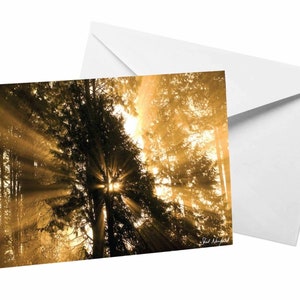 Carte de rayon de soleil sépia, silhouette d’arbre Carte de vœux vierge Impression de la nature par Shel Neufeld, Faisceau de lumière dorée Carte de note Woodland Forest Photographie