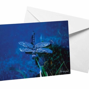 Cartão de libélula azul, cartão fotográfico de Shel Neufeld, cartão reciclado Stock Nature Card Água calma Inseto Macro Fotografia