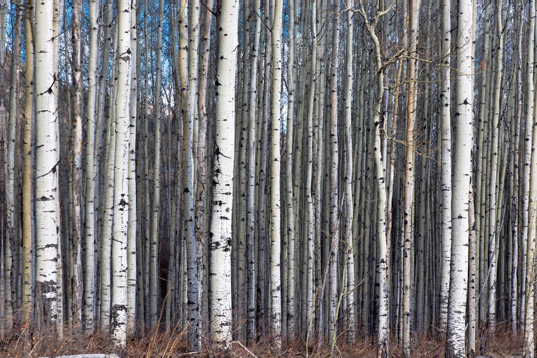 Forest Photo Print Fine Art Photography | Aspen Tree Forest Photography ...