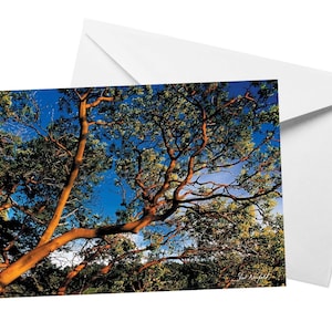 Arbutus Tree Card, Nature Photography Carte de vœux vierge par Shel Neufeld, Coastal Landscape Forest Photography Print Notecard