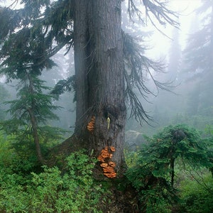 Foggy Woodland Print, Forest Photography Canvas Misty Forest Scene Gallery Canvas Wrap, Pacific Northwest Nature Fine Art Print Shel Neufeld