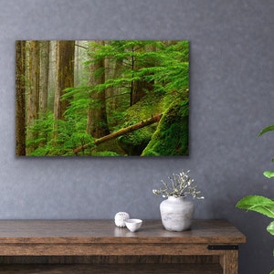 Peut inclure: Une photographie d'une forêt luxuriante et verte avec de grands arbres et une bûche tombée recouverte de mousse. Le sol de la forêt est recouvert de fougères et d'autres plantes vertes. La lumière est douce et diffuse, créant une sensation de paix et de tranquillité.