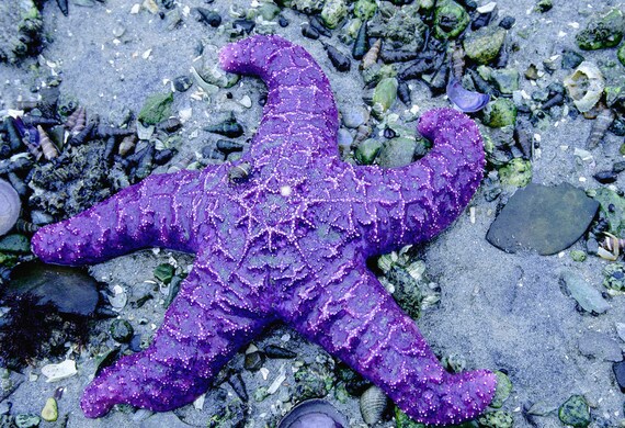 Purple Starfish Photo Greeting Card | Coastal Beach Card | Perfect